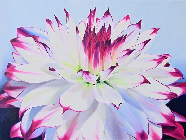 large flower painting of a dahlia with bright pink edges
