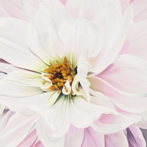 oil painting of a pink dahlia flower
