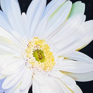 large oil painting of a Gerber daisy, large flower painting, white and yellow painting