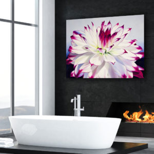 large painting of a pink and white Dahlia