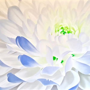 large oil painting of a white Dahlia with lilac accents