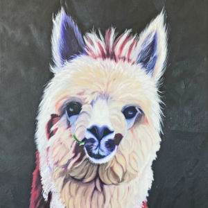 Close up of Alpaca with colors of maroon and golds and purples