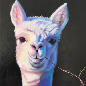 Close up of Alpaca face in pink, purple and blues