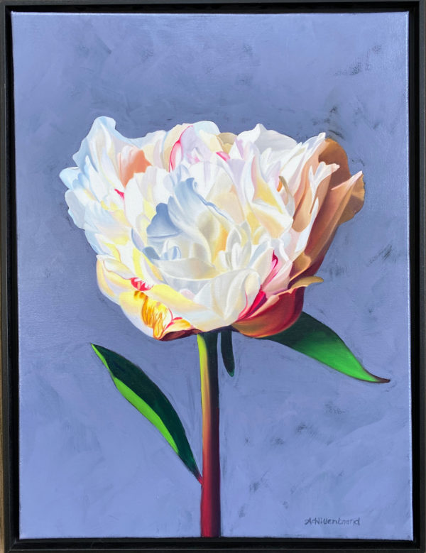 Single peony stem blooming oil painting on a grey violet background