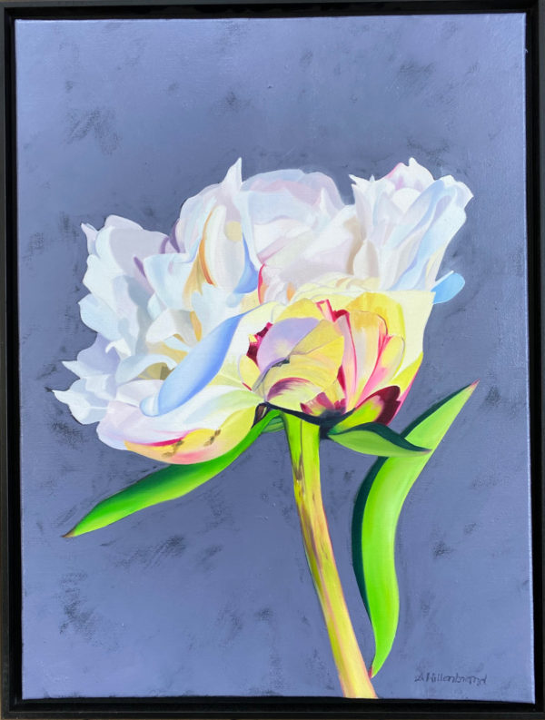 oil painting of a single peony blooming on grey violet background