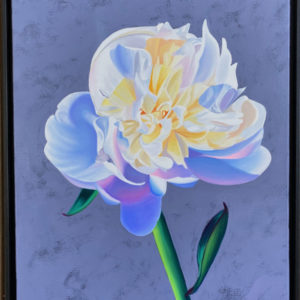 Oil painting of a single peony opening on a grey violet background