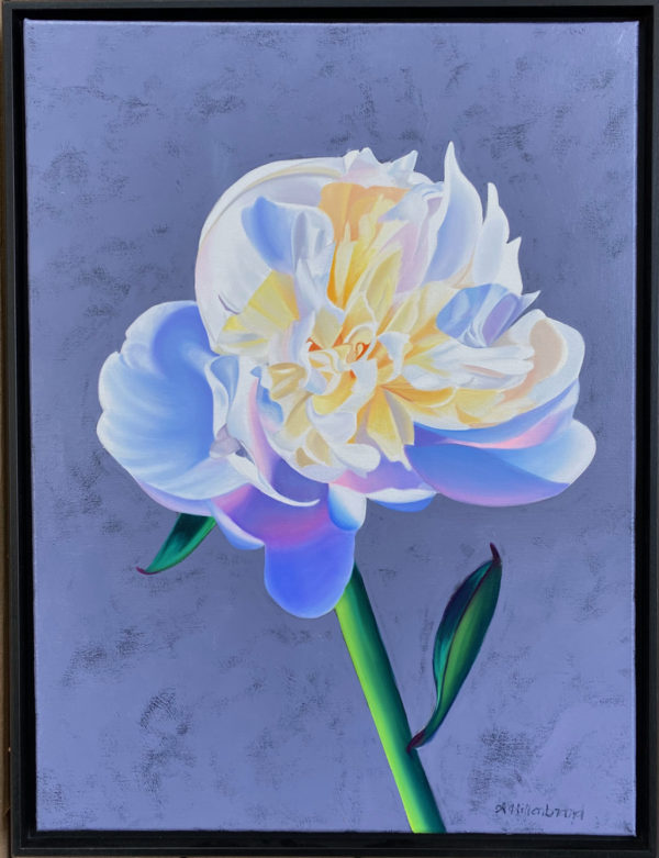 Oil painting of a single peony opening on a grey violet background